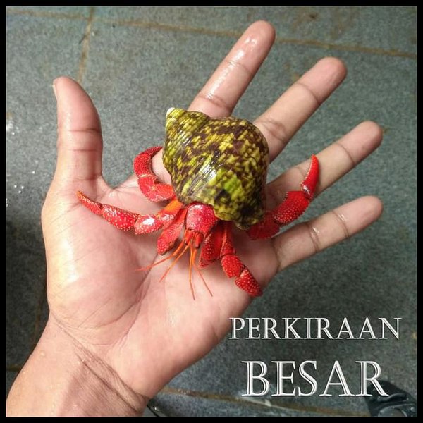 Detail Umang Umang Warna Warni Nomer 42