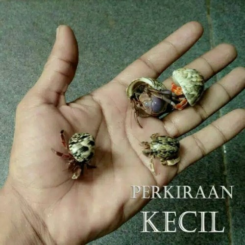 Detail Umang Umang Warna Warni Nomer 43