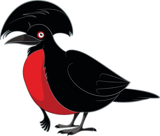 Umbrella Bird Clipart - KibrisPDR