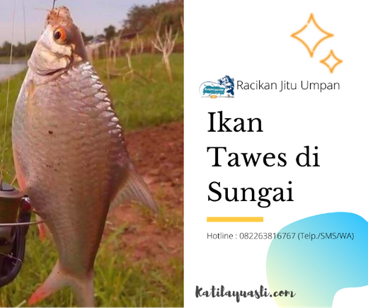 Detail Umpan Ikan Di Sungai Nomer 18