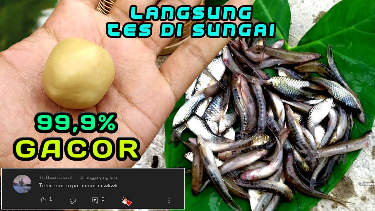 Detail Umpan Ikan Di Sungai Nomer 27