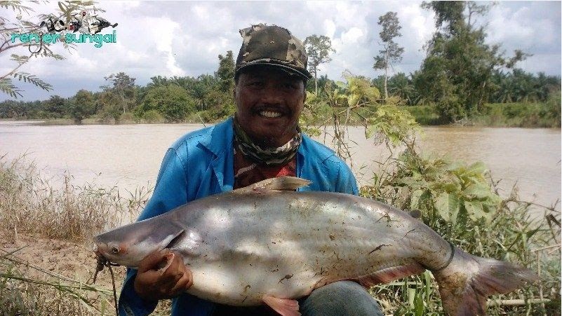 Detail Umpan Ikan Di Sungai Nomer 31