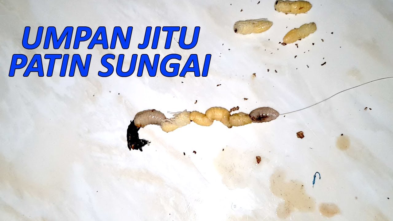 Detail Umpan Ikan Di Sungai Nomer 49