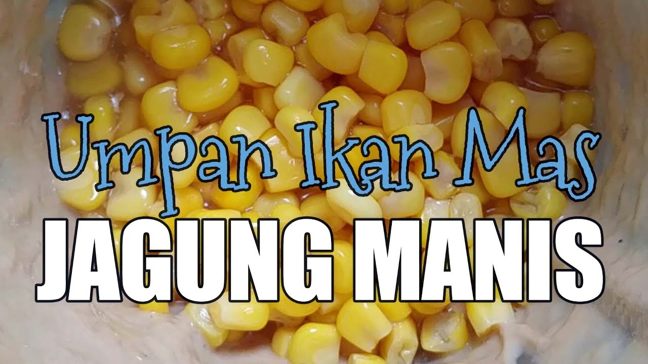 Detail Umpan Jagung Manis Nomer 21