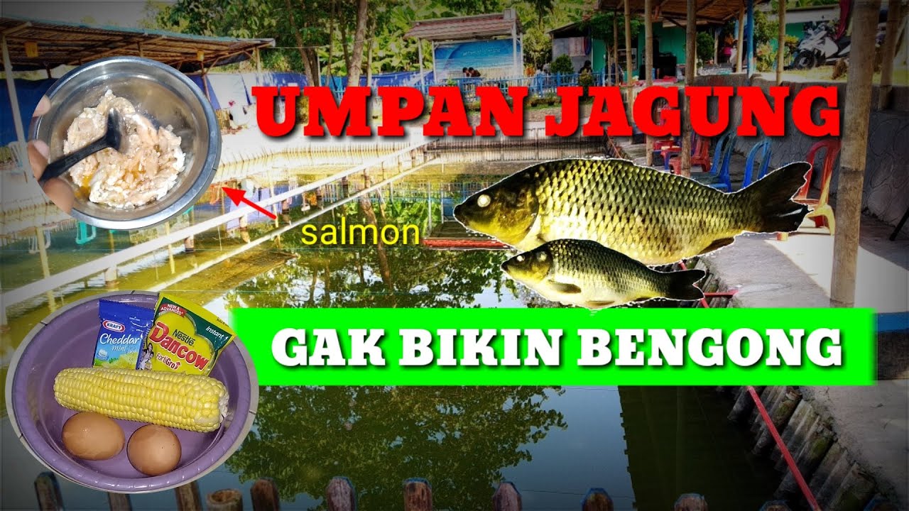 Detail Umpan Jagung Manis Nomer 39