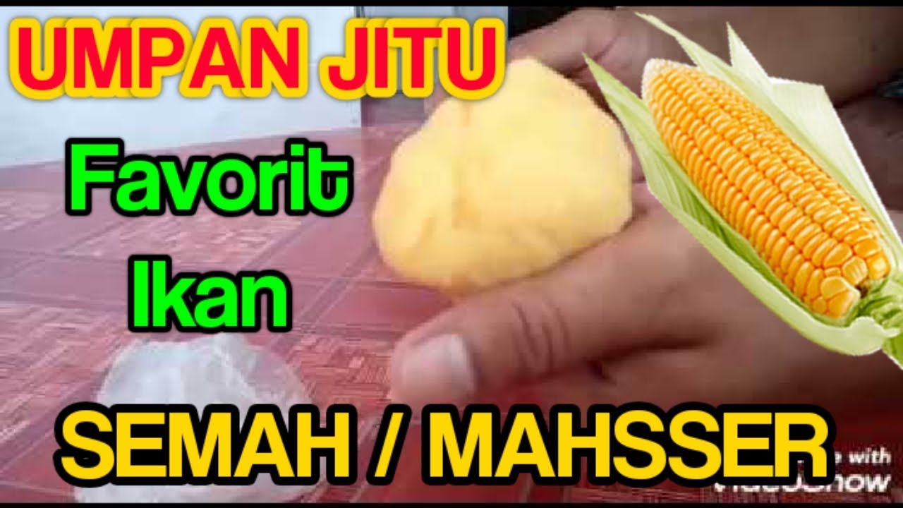 Detail Umpan Jagung Manis Nomer 43