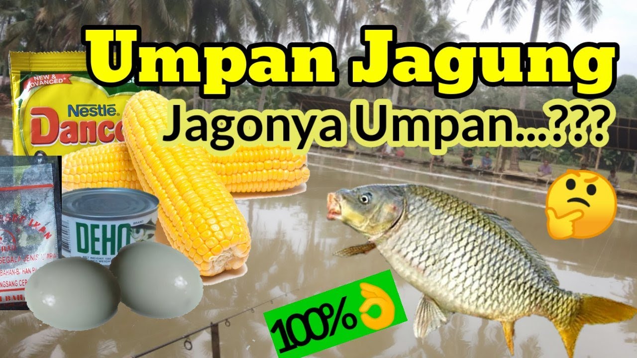 Detail Umpan Jagung Manis Nomer 48