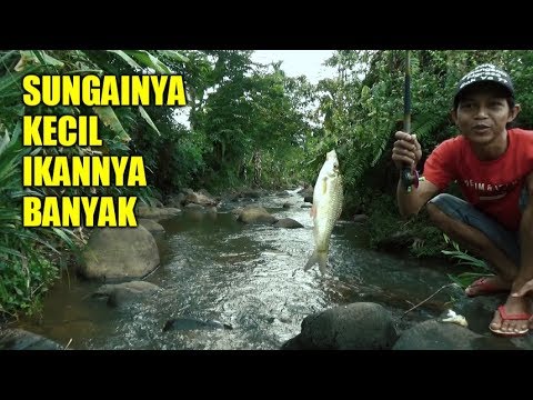 Detail Umpan Mancing Di Sungai Kecil Nomer 22