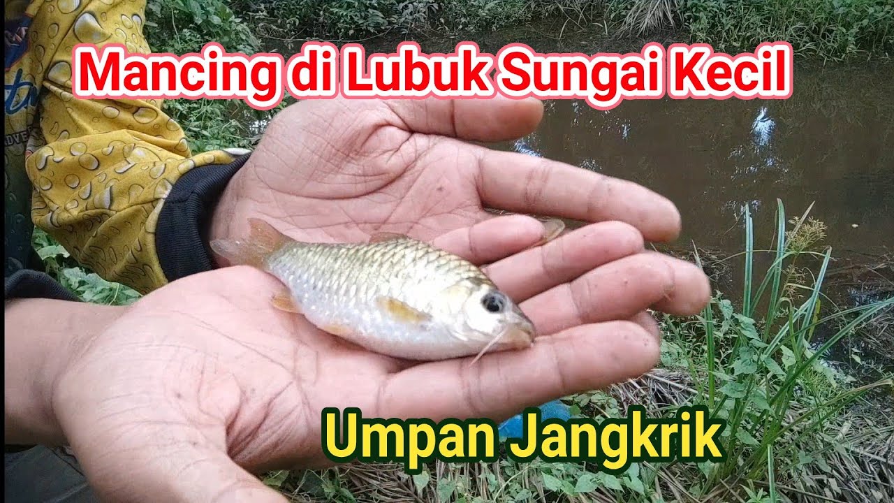 Download Umpan Mancing Di Sungai Kecil Nomer 41