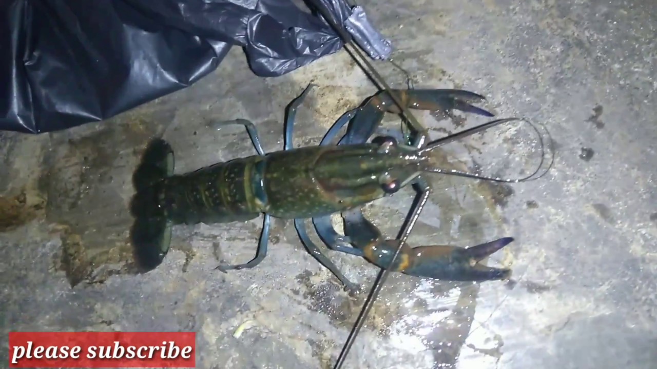 Umpan Mancing Udang Lobster Air Tawar - KibrisPDR