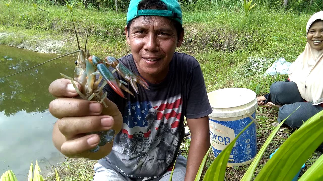 Detail Umpan Mancing Udang Lobster Air Tawar Nomer 2