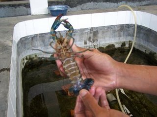 Detail Umpan Mancing Udang Lobster Air Tawar Nomer 14