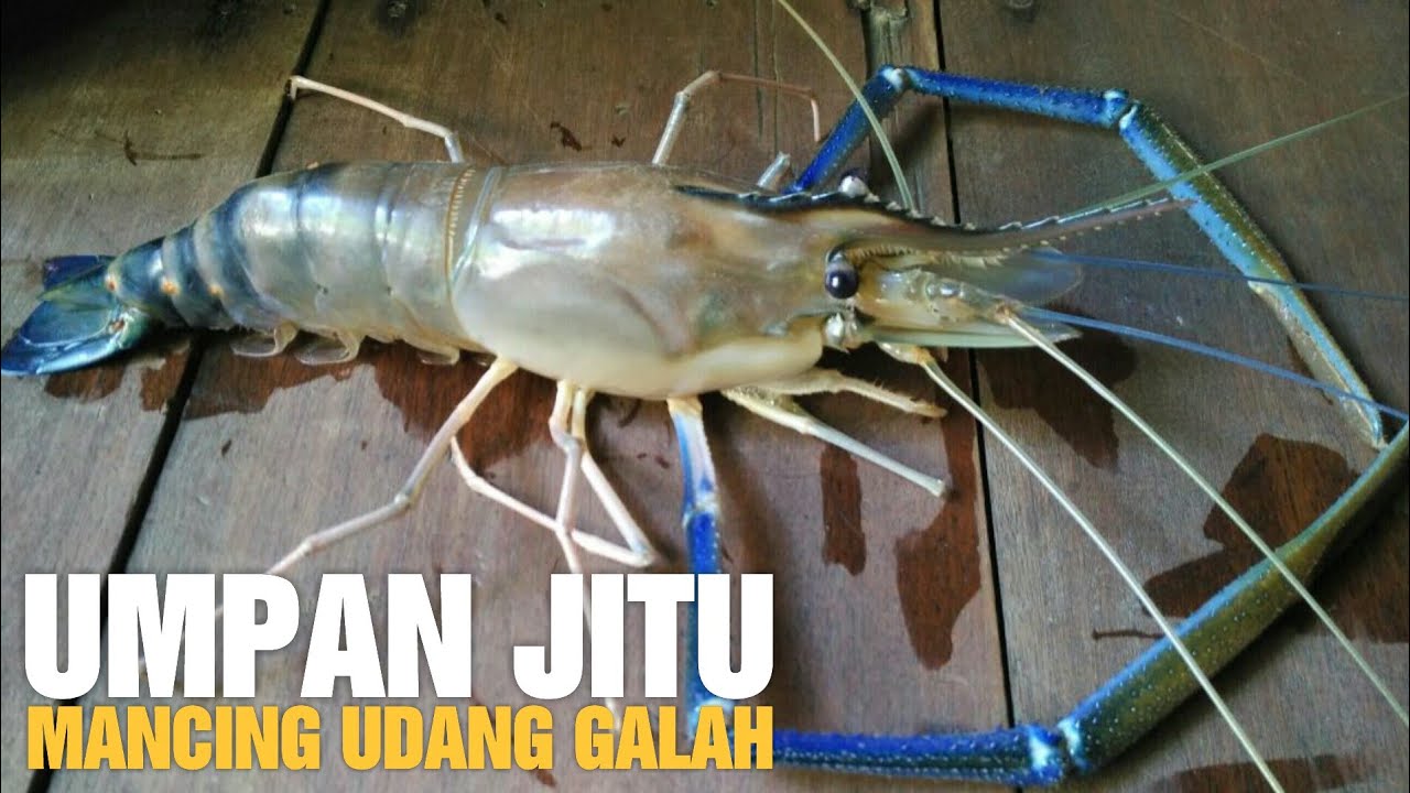 Detail Umpan Mancing Udang Lobster Air Tawar Nomer 15