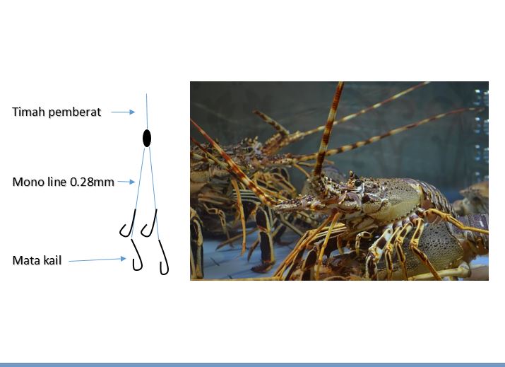 Detail Umpan Mancing Udang Lobster Air Tawar Nomer 16