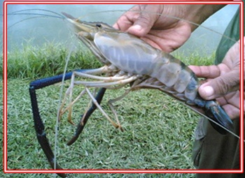 Detail Umpan Mancing Udang Lobster Air Tawar Nomer 3