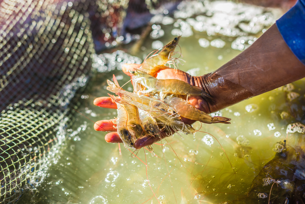 Detail Umpan Mancing Udang Lobster Air Tawar Nomer 23