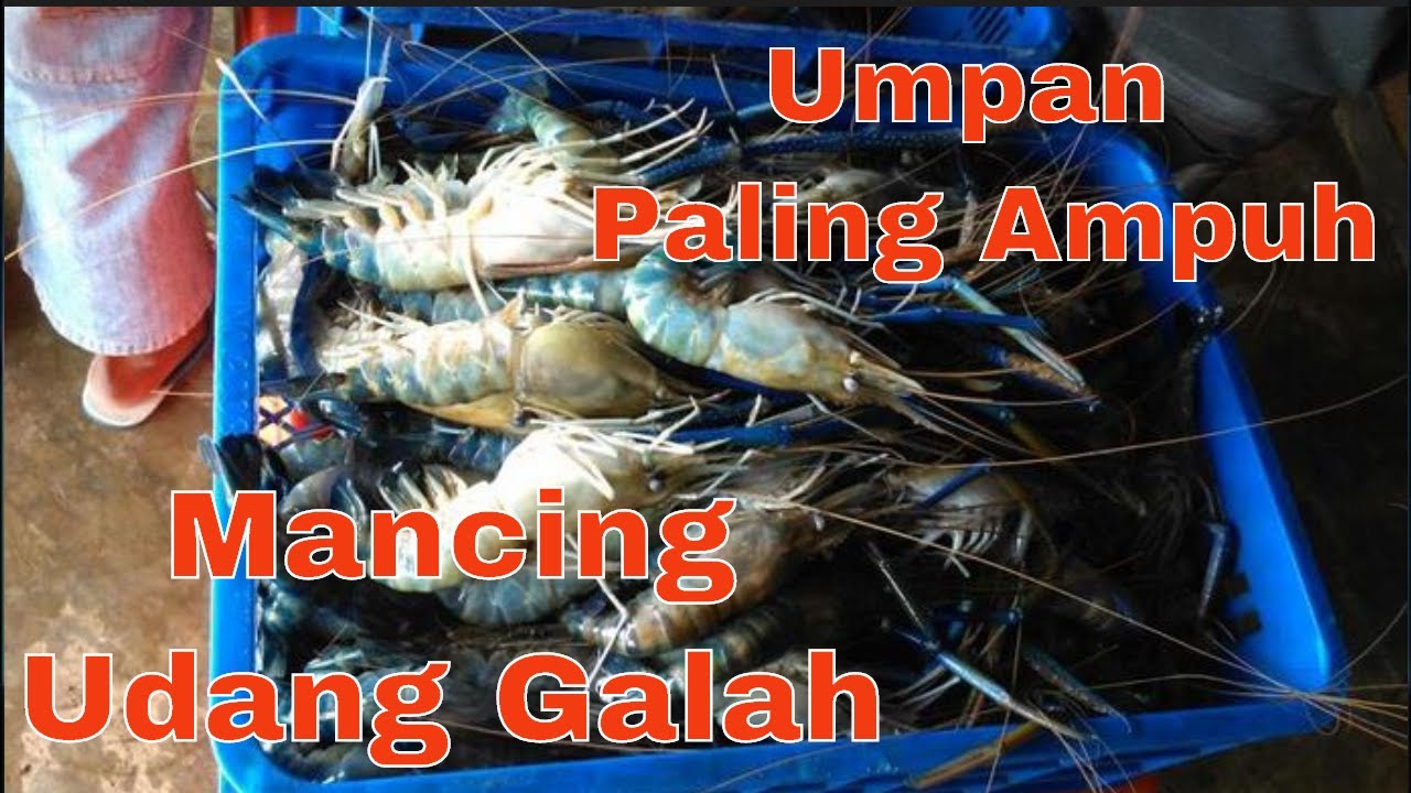 Detail Umpan Mancing Udang Lobster Air Tawar Nomer 25