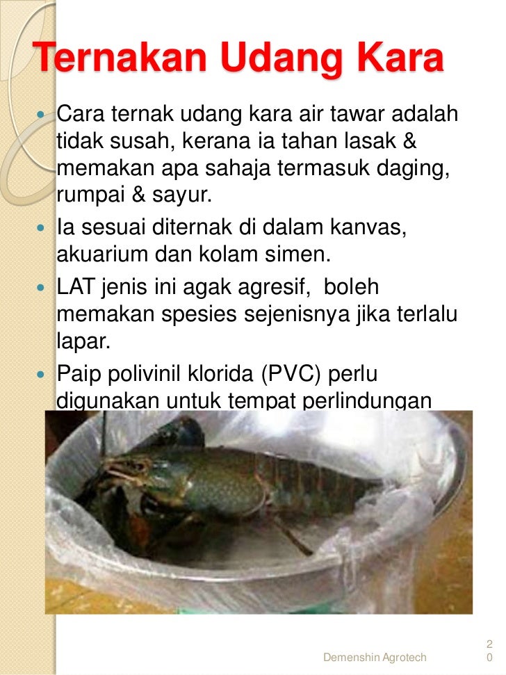 Detail Umpan Mancing Udang Lobster Air Tawar Nomer 36