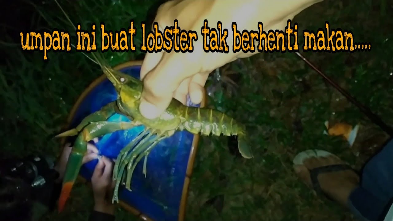 Detail Umpan Mancing Udang Lobster Air Tawar Nomer 47