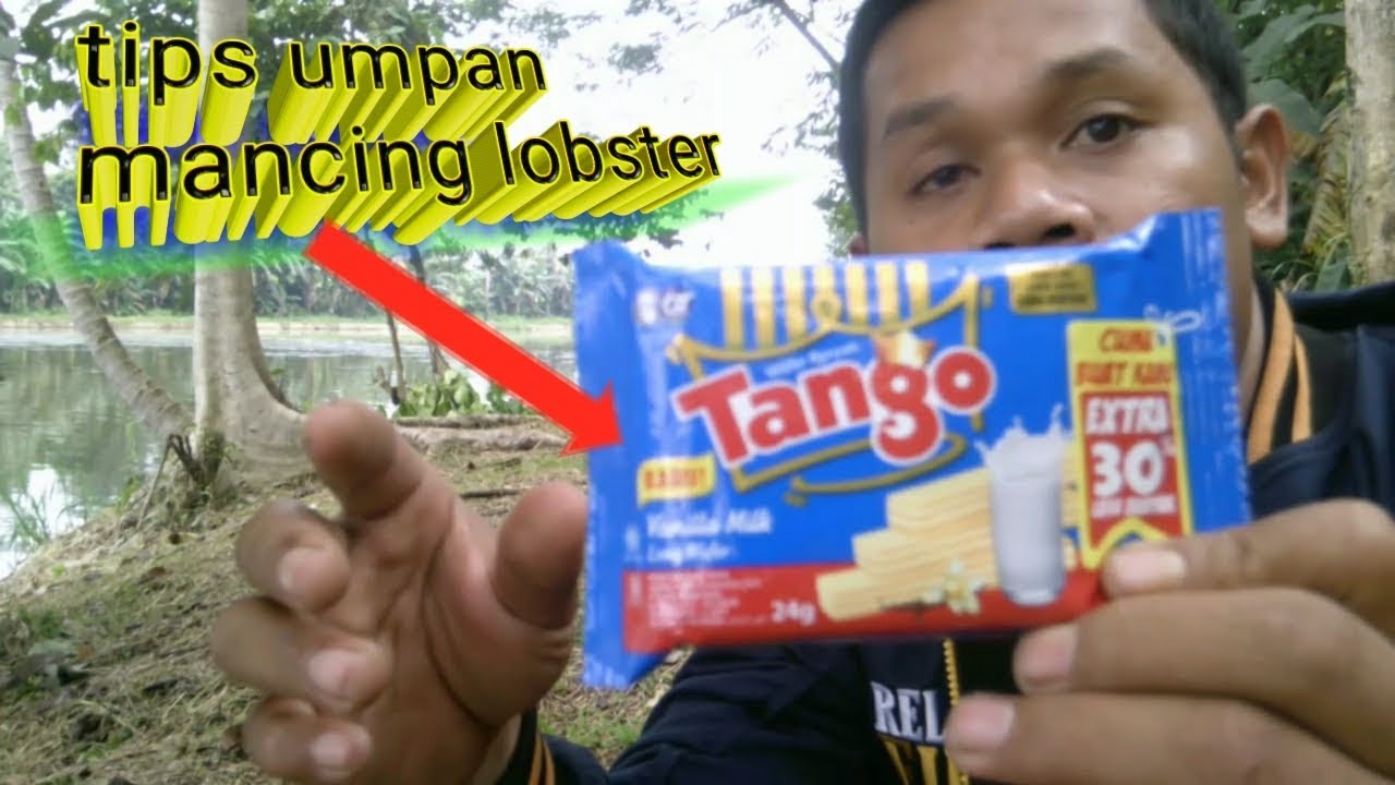 Detail Umpan Mancing Udang Lobster Air Tawar Nomer 7