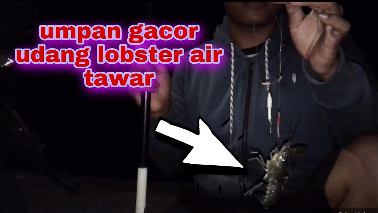 Detail Umpan Mancing Udang Lobster Air Tawar Nomer 8