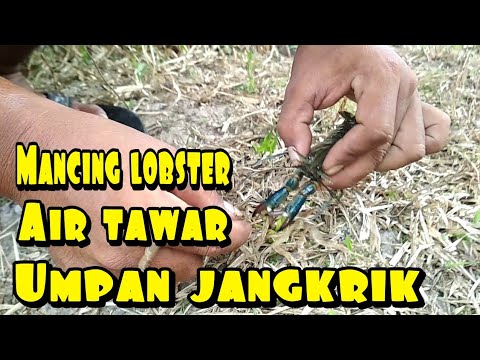 Detail Umpan Mancing Udang Lobster Air Tawar Nomer 9