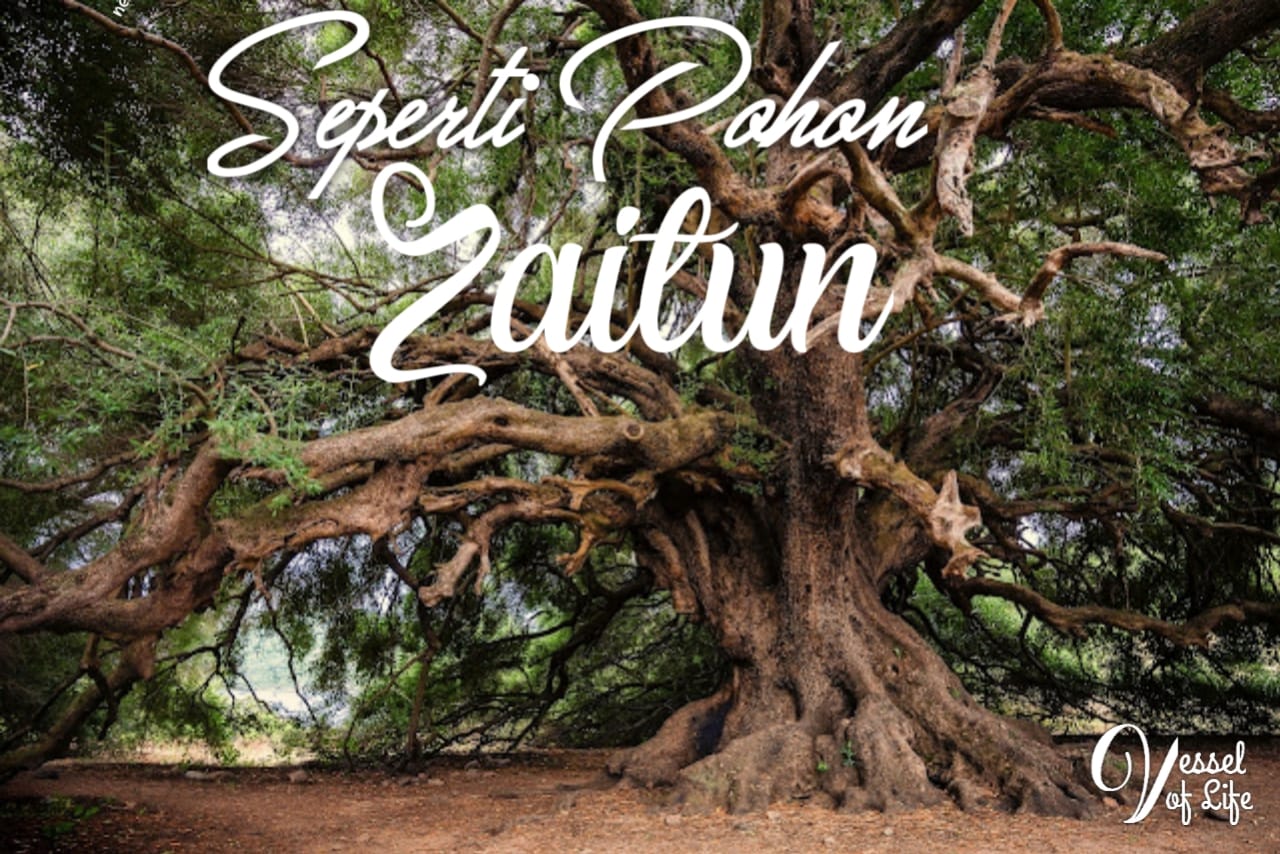 Detail Umur Pohon Zaitun Nomer 9