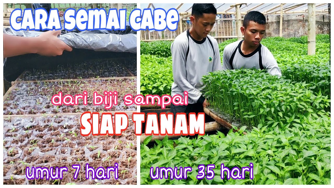 Detail Umur Semai Cabe Dan Gambar Nomer 2