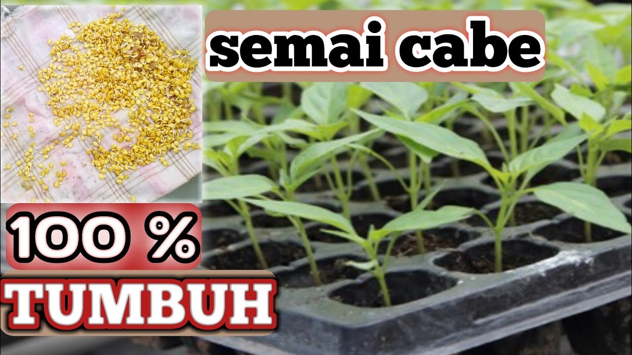 Detail Umur Semai Cabe Dan Gambar Nomer 12