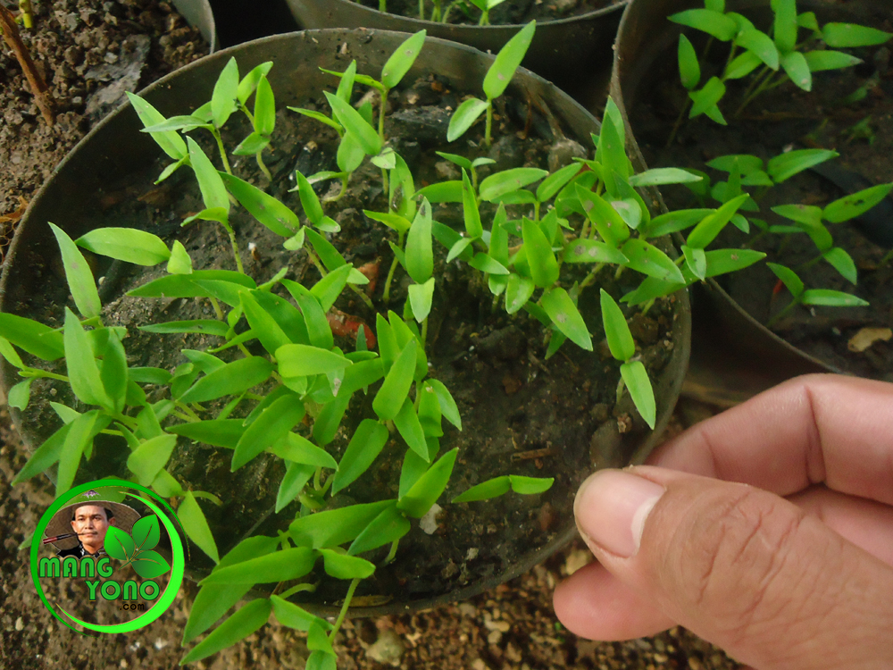 Detail Umur Semai Cabe Dan Gambar Nomer 13