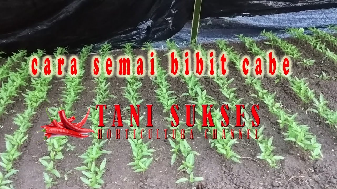 Detail Umur Semai Cabe Dan Gambar Nomer 29