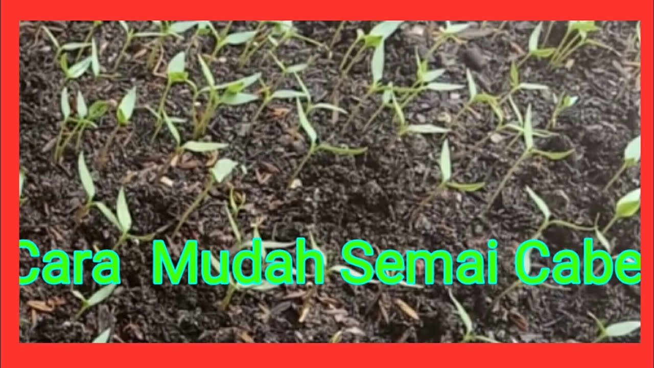 Detail Umur Semai Cabe Dan Gambar Nomer 8