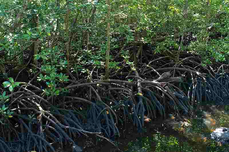 Detail 10 Hutan Mangrove Indonesia Beserta Pengertian Dan Gambar Nomer 19