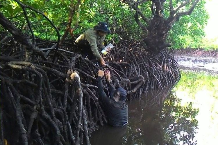 Detail 10 Hutan Mangrove Indonesia Beserta Pengertian Dan Gambar Nomer 20