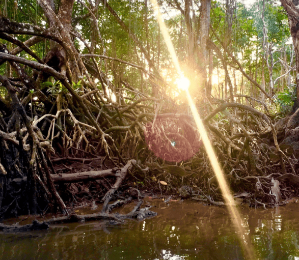 Detail 10 Hutan Mangrove Indonesia Beserta Pengertian Dan Gambar Nomer 29