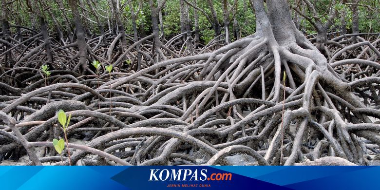 Detail 10 Hutan Mangrove Indonesia Beserta Pengertian Dan Gambar Nomer 32