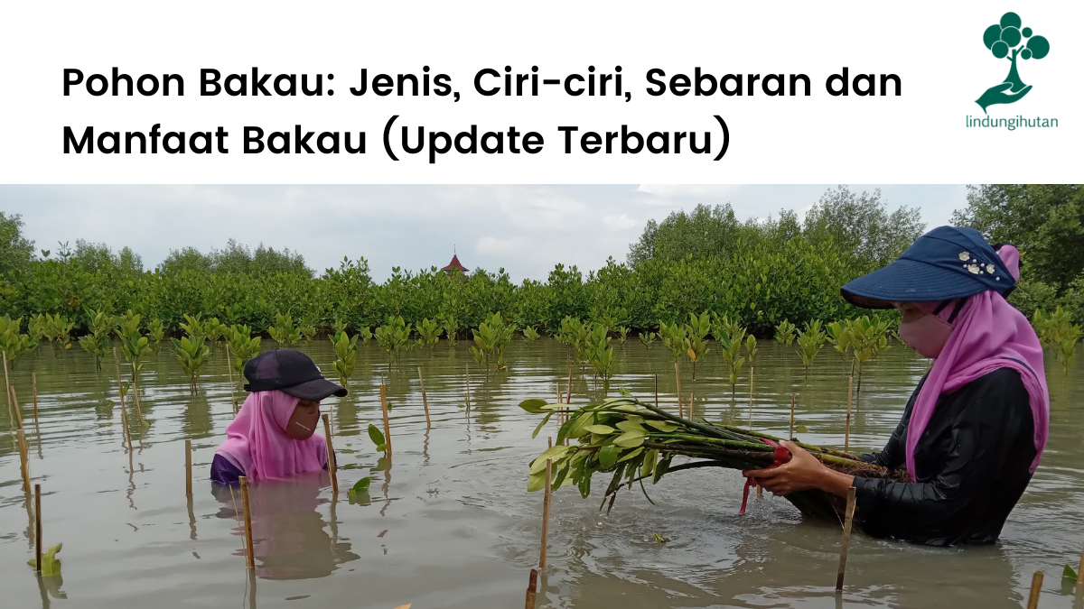 Detail 10 Hutan Mangrove Indonesia Beserta Pengertian Dan Gambar Nomer 36