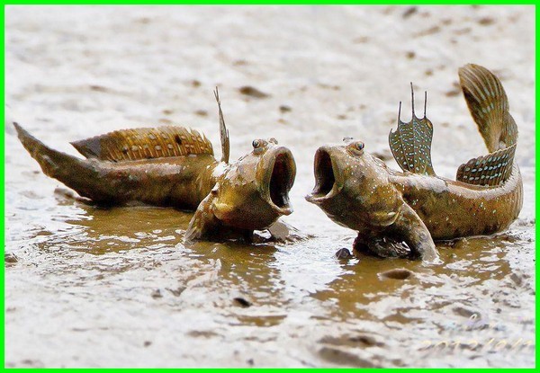 Detail 10 Hutan Mangrove Indonesia Beserta Pengertian Dan Gambar Nomer 40