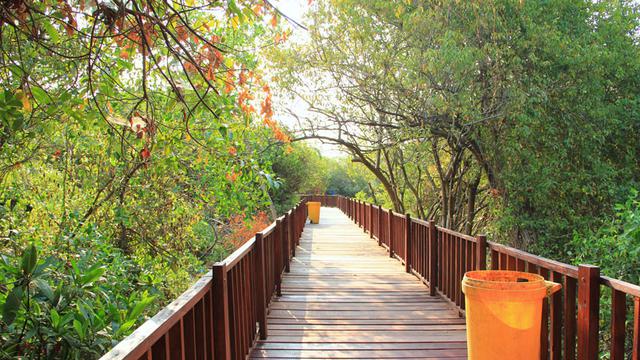 Detail 10 Hutan Mangrove Indonesia Beserta Pengertian Dan Gambar Nomer 47