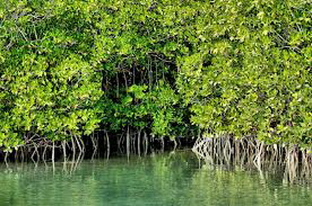 Detail 10 Hutan Mangrove Indonesia Beserta Pengertian Dan Gambar Nomer 8