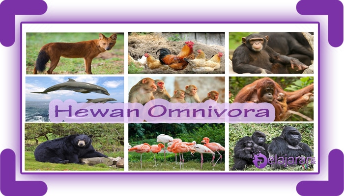 Download 15 Gambar Binatang Omnivora Beserta Namanya Nomer 2
