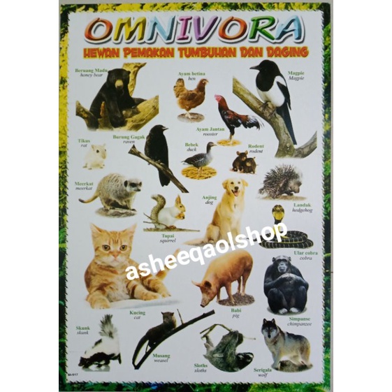 Download 15 Gambar Binatang Omnivora Beserta Namanya Nomer 36