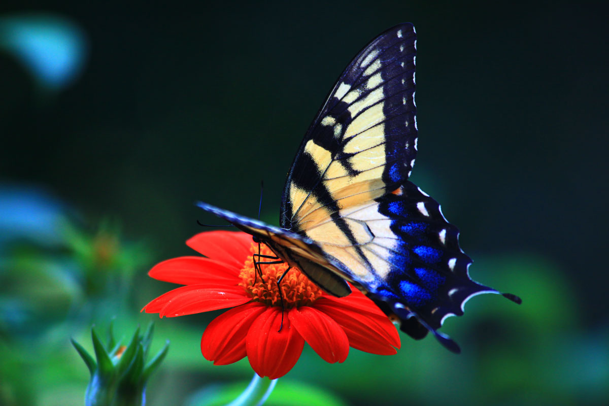 Detail 3d Butterfly Live Wallpaper Nomer 48