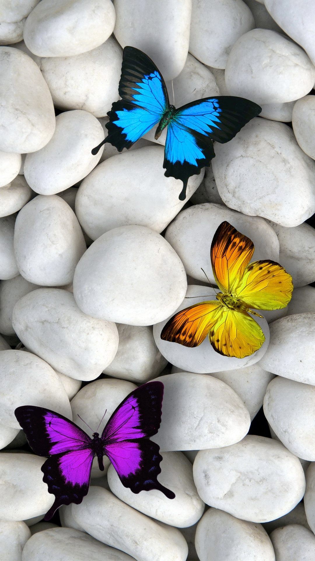 Detail 3d Butterfly Live Wallpaper Nomer 9