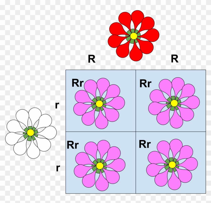 Detail 8 Petal Flower Template Nomer 25