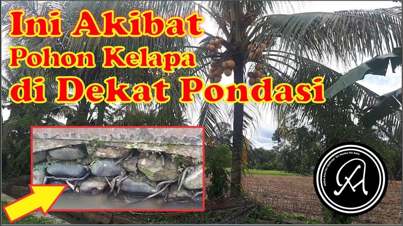 Detail Akar Pohon Kelapa Nomer 22