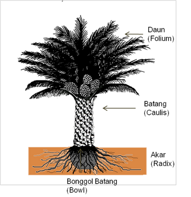 Detail Akar Pohon Kelapa Nomer 27