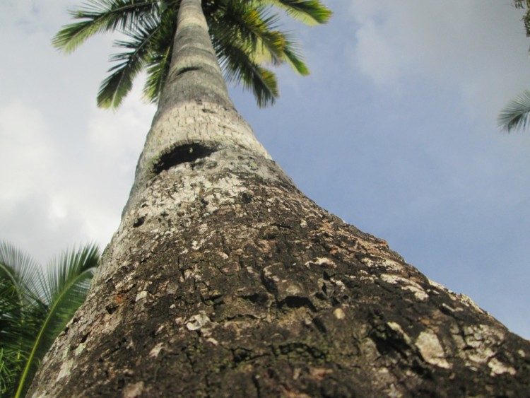 Detail Akar Pohon Kelapa Nomer 36