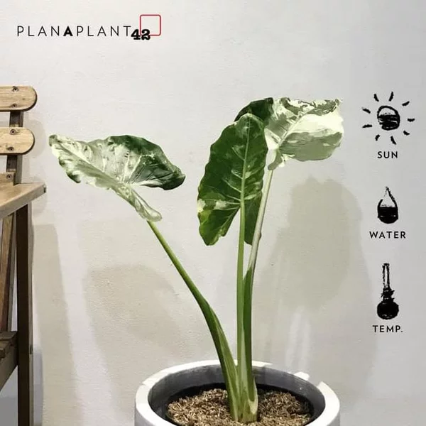 Detail Alocasia Odora Harga Nomer 13