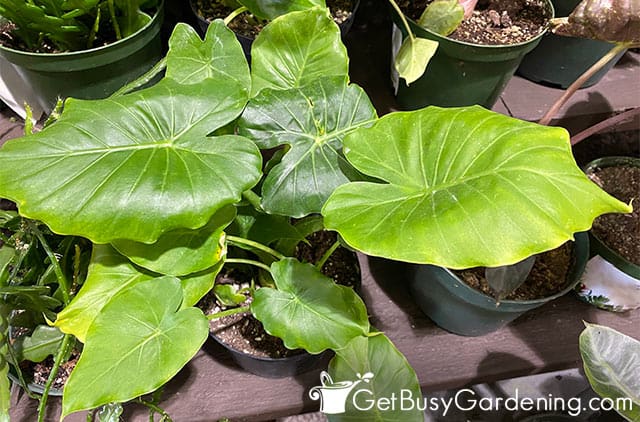 Detail Alocasia Odora Harga Nomer 16